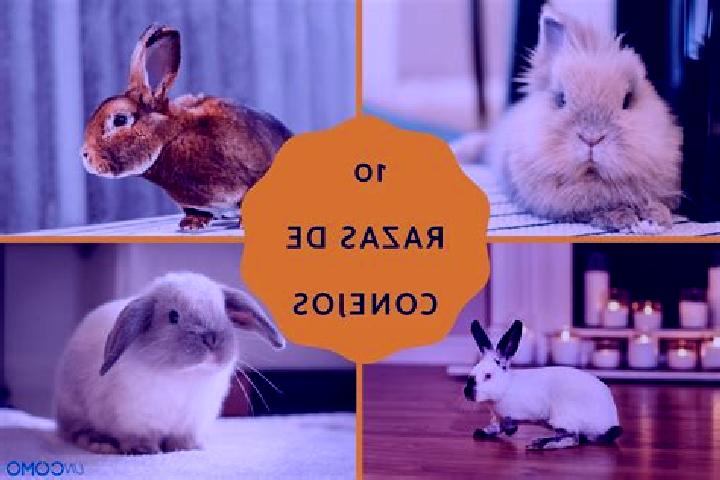 escort Conejos