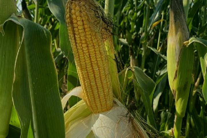 escort Corn