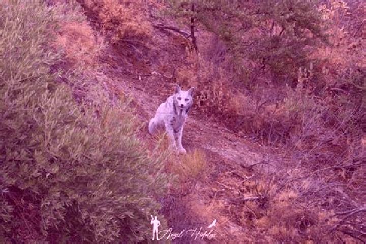 escort Corral Blanco (Todos por Hidalgo)