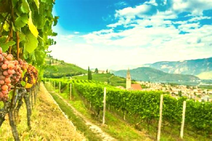 escort Cortaccia sulla Strada del Vino