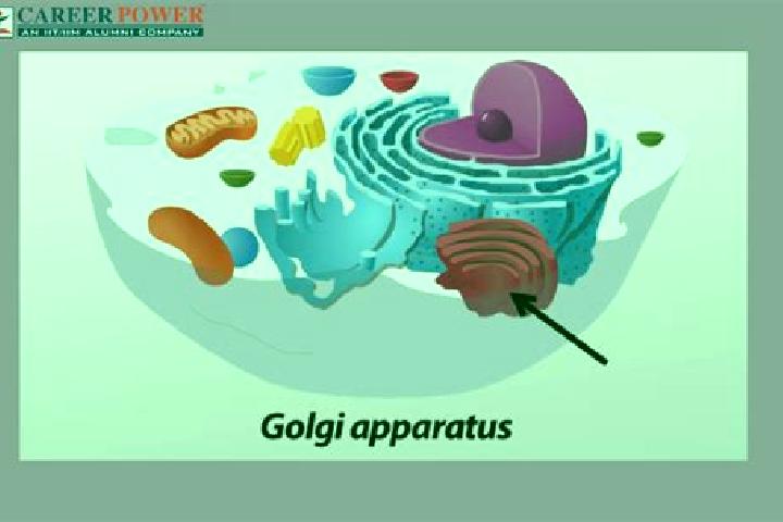 escort Corteno Golgi