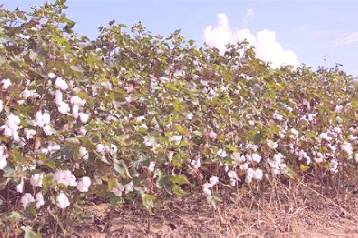 escort Cotton Plant