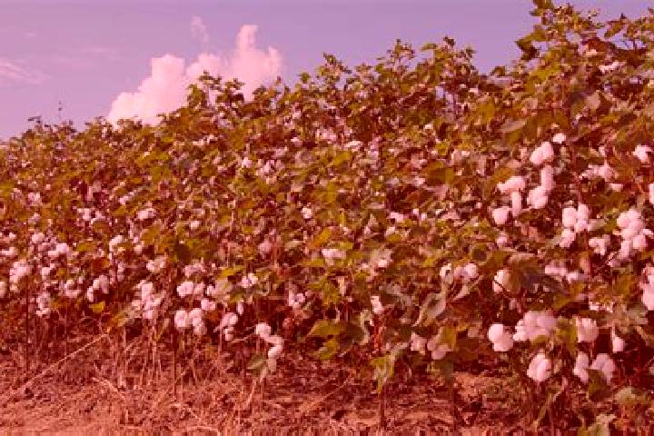 escort Cotton Tree