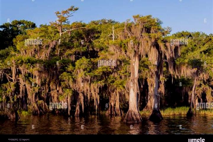 escort Cypress Lake