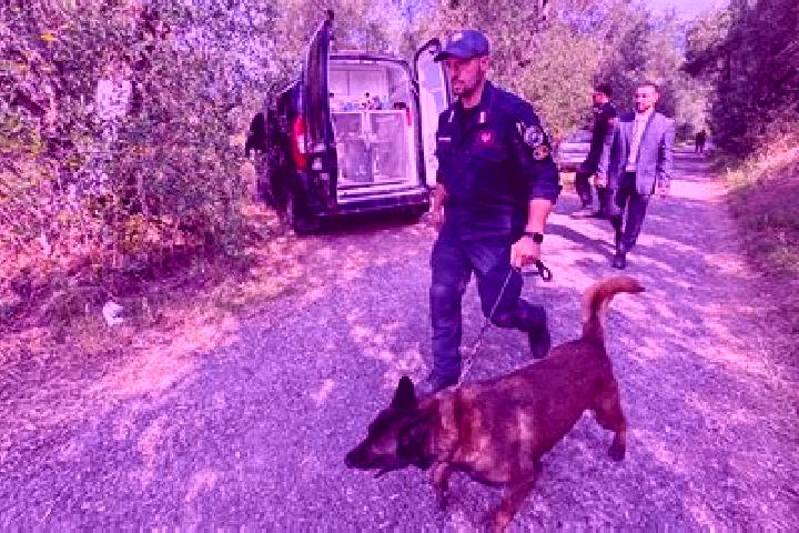 escort Dagli