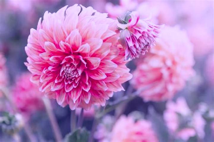 escort Dalias
