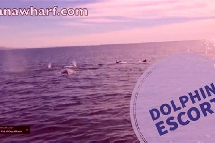 escort Dana Point