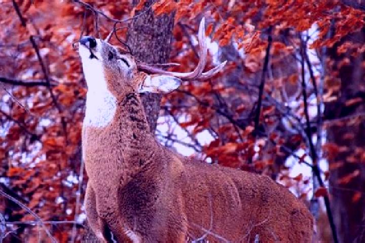 escort Deer Creek