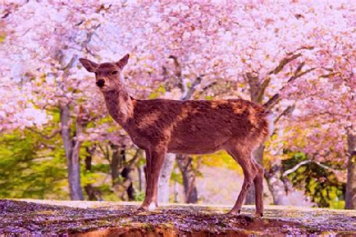 escort Deer Park