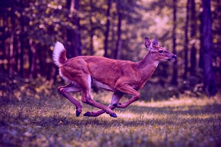 escort Deer Run
