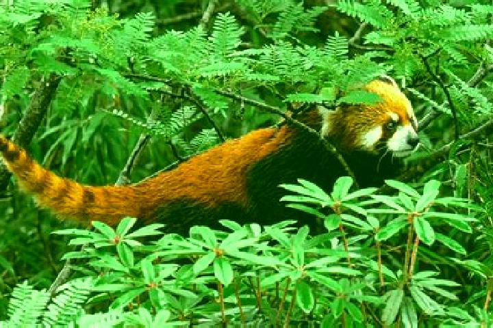 escort Dieren
