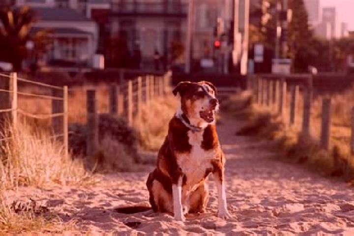 escort Dog City