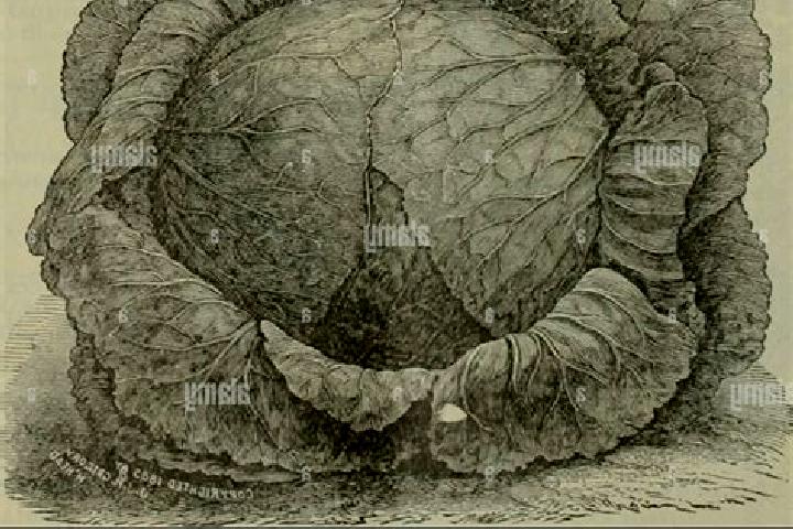 escort Double Head Cabbage