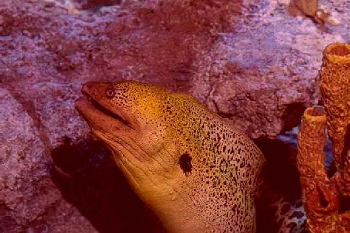 escort Eel Ground