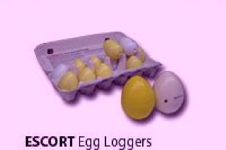 escort Egg