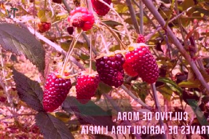 escort Ejido de Moras