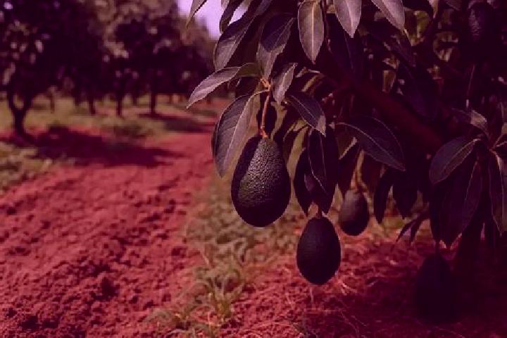 escort El Aguacate Terrero