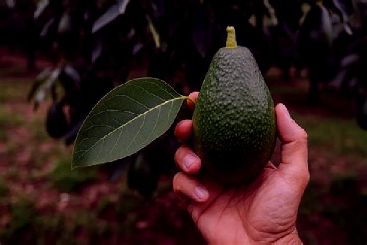 escort El Aguacate