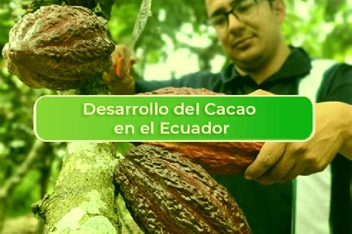 escort El Cacao
