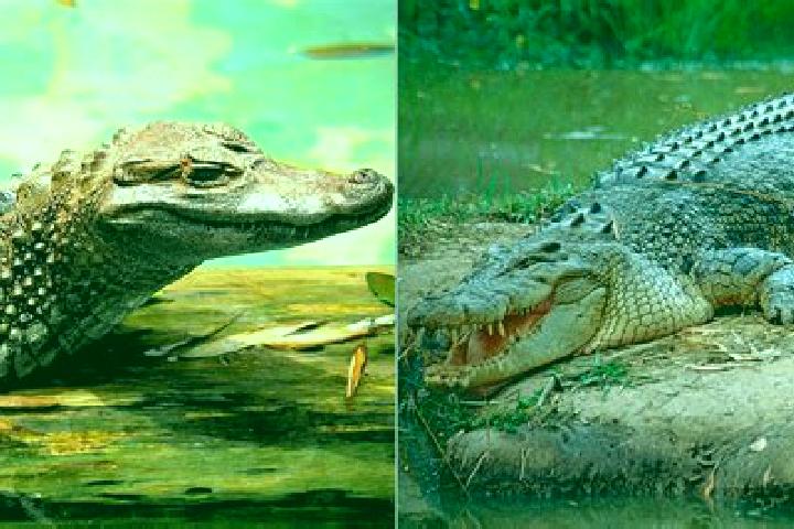 escort El Caiman
