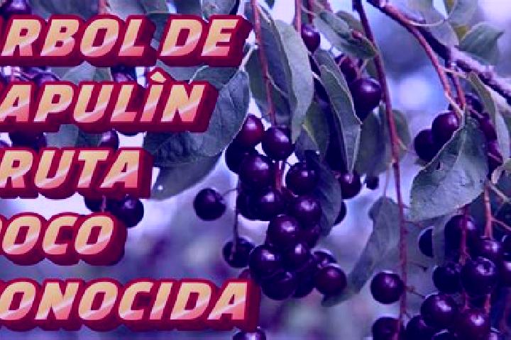 escort El Capulin Primera Seccion