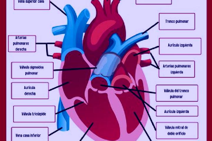 escort El Corazon