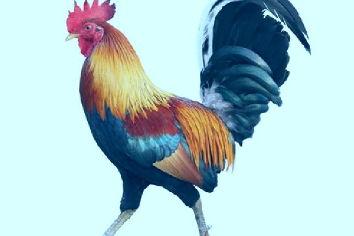 escort El Gallo