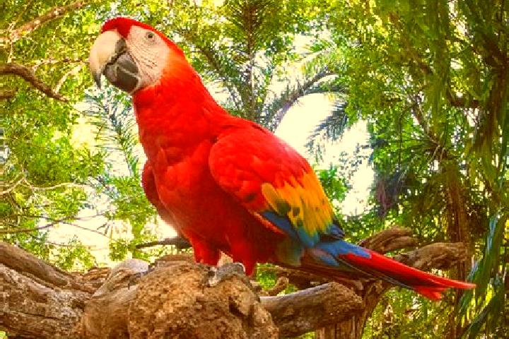 escort El Guacamayo