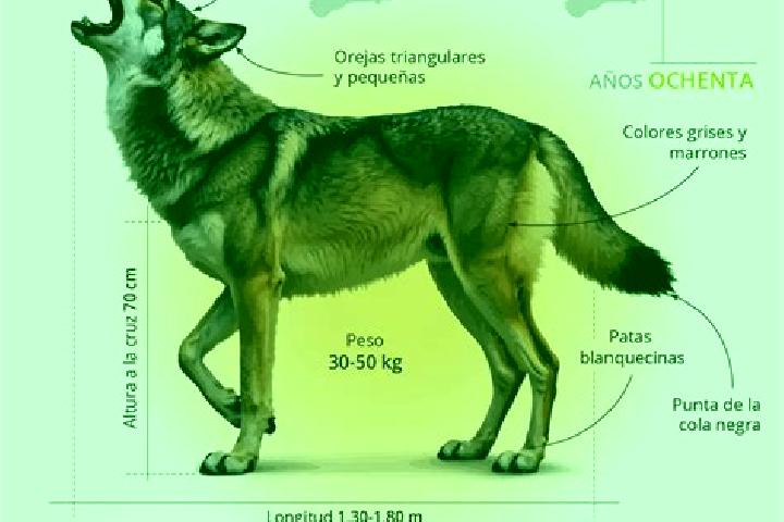 escort El Lobo
