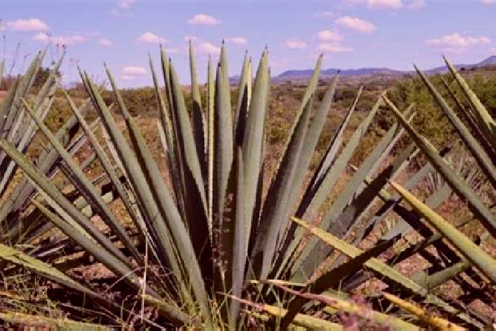 escort El Maguey
