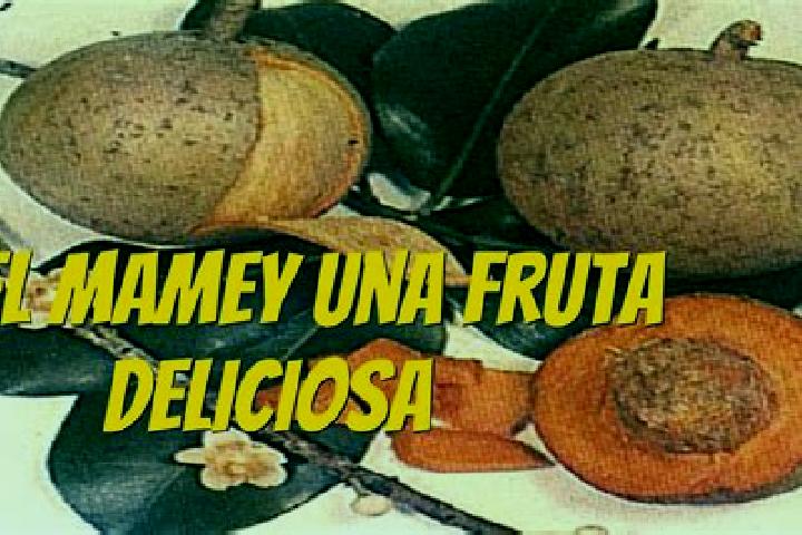 escort El Mamey