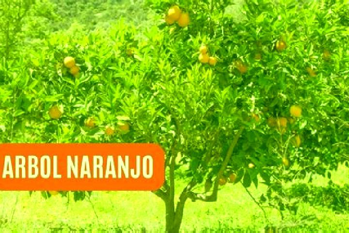 escort El Naranjillo