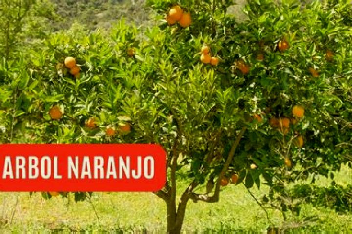 escort El Naranjo
