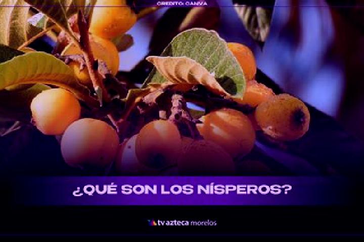 escort El Nispero