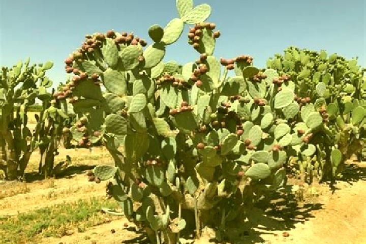 escort El Nopal