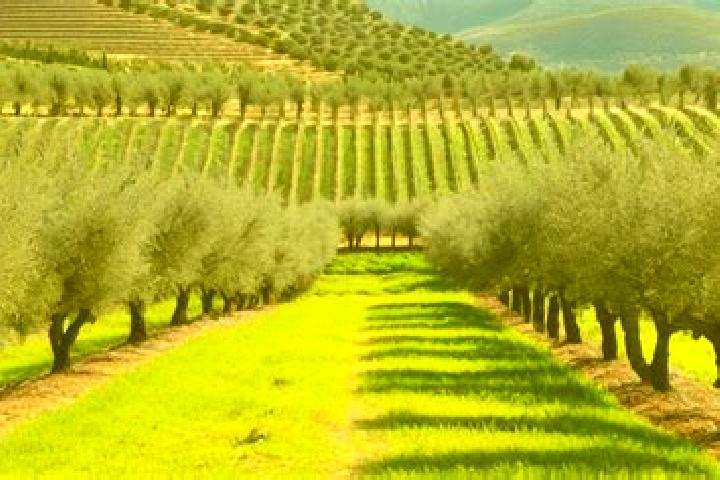 escort El Olivar
