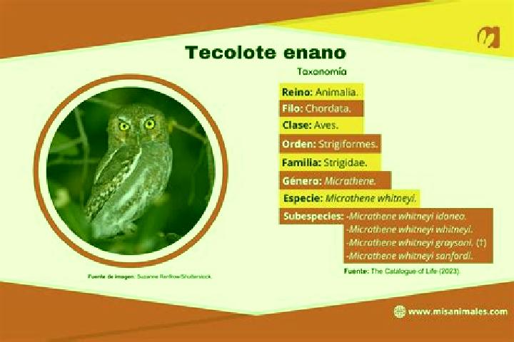 escort El Tecolote