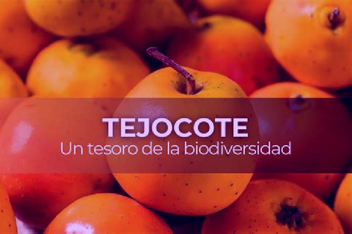 escort El Tejocote
