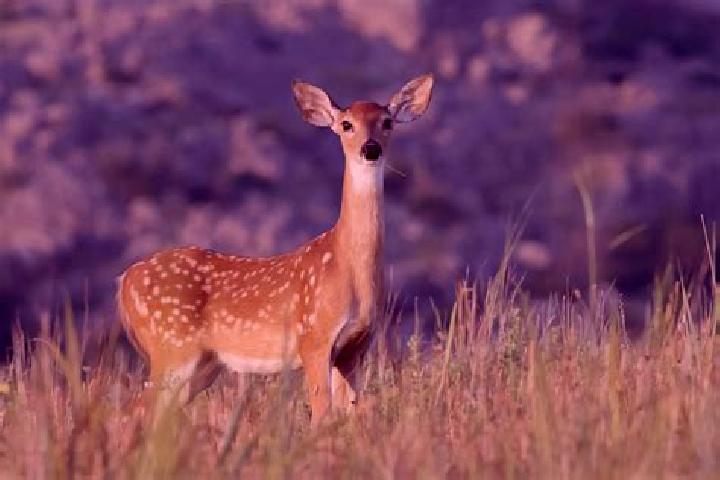 escort El Venado