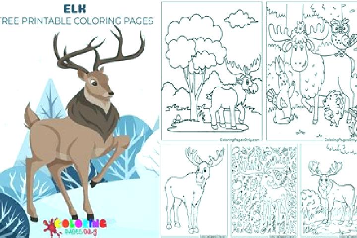 escort Elk Plain