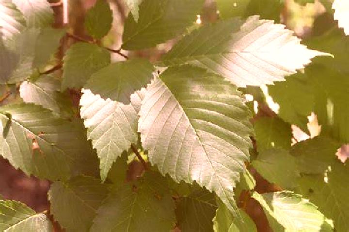 escort Elm