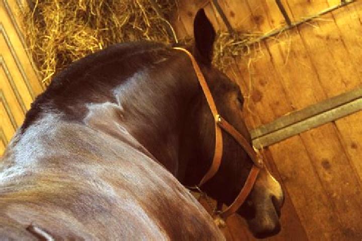 escort Espaly-Saint-Marcel