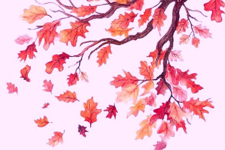 escort Fall Branch