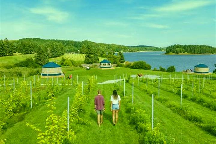 escort Farm Cove