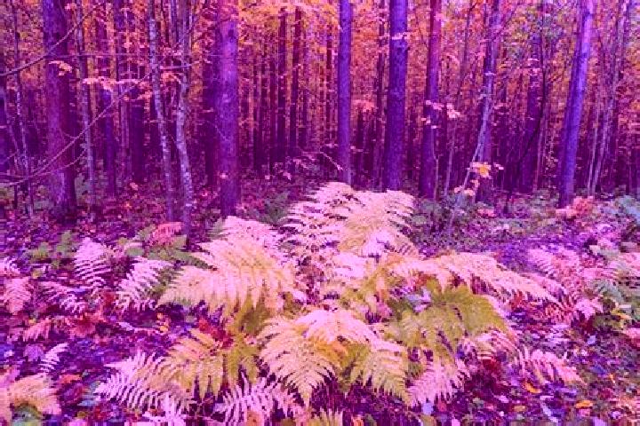 escort Fern Forest