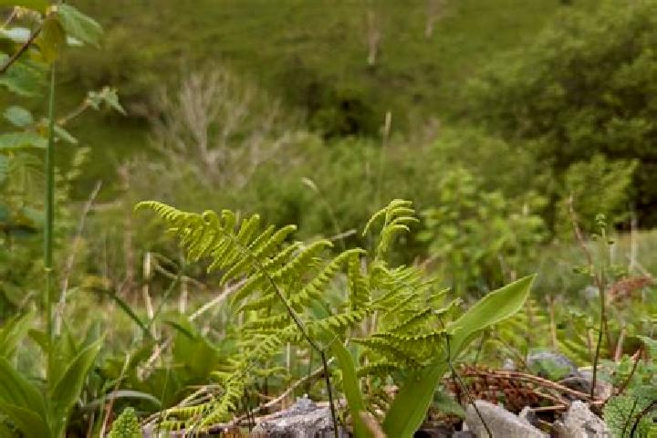 escort Fern Prairie