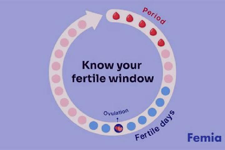 escort Fertile