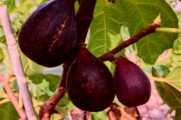 escort Fig Tree