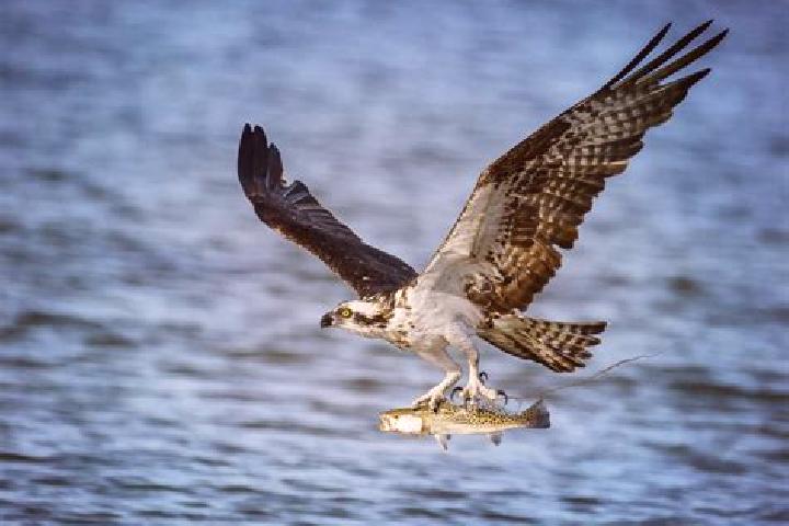 escort Fish Hawk