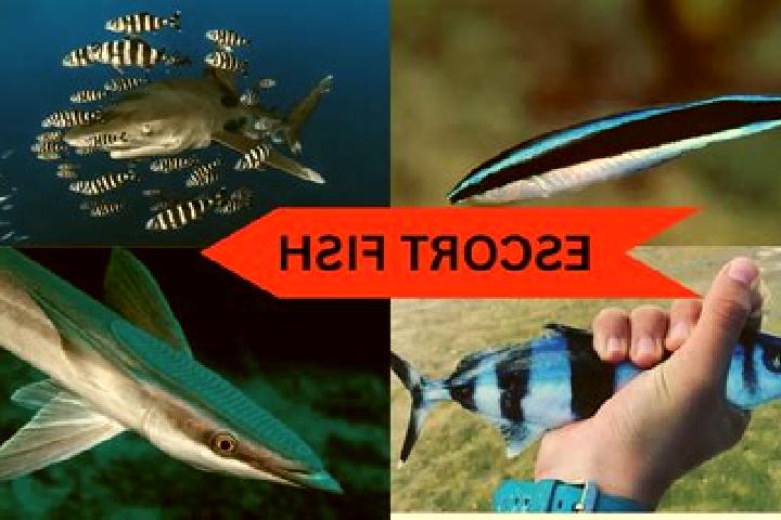 escort Fish Springs